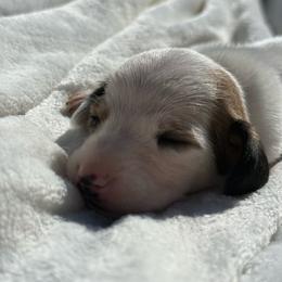 AKC Shaded red piebald smooth coat - Piebald female Dachshund puppy in Anderson, California from Golden Paws Dachshunds