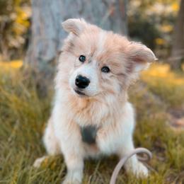 Rowan - Merle male Pomsky puppy in Cleveland, Ohio from Lake Point Pomskies