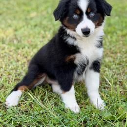 Betty - Black tri female Miniature Australian Shepherd puppy in Sandy Hook, Kentucky from RidgeTop Aussies
