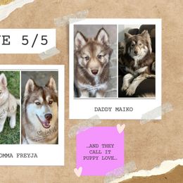 Siberian Husky puppies from Soulful Heart Siberians