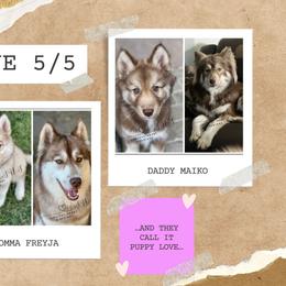 Siberian Husky puppies from Soulful Heart Siberians