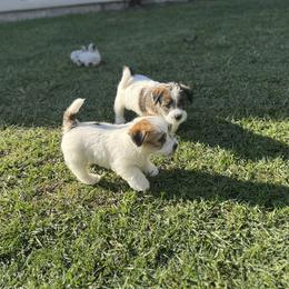 Russell Terrier Puppies from Roger's Russell Terriers