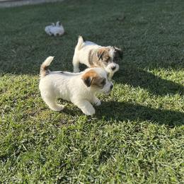 Russell Terrier Puppies from Roger's Russell Terriers