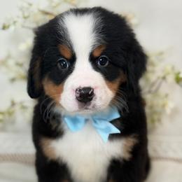Donny domino - Tri-color male Bernese Mountain Dog puppy in Yuciapa, California from AlltheDoodlez_