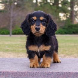 Doc - Dachshund