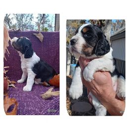 English Springer Spaniel Puppies from Music City Springers
