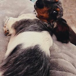 Dachshund Puppies from ForeversEdge Doxies