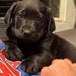 Labrador Retriever Puppies from Okiehuntinboyz Labrador Retrievers
