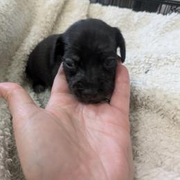 2 - black and tan Brindle - Brindle female Dachshund puppy in Central Point, Oregon from MRS Long Dog Ranch