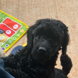 Red - Black male Poodle puppy in Chandler, Oklahoma from Nipigon Miniature Poodles