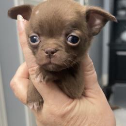 Milo - Chocolate and white male Chihuahua puppy in Orlando, Florida from iLuvChihuahuas