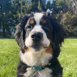 Bernese Mountain Dog and Golden Retriever All Grown Up from Gold Point Pups