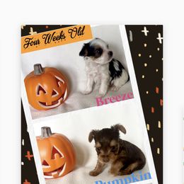 Yorkshire Terrier Puppies from Vanessa Alvarez