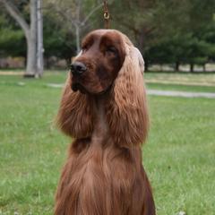 Solo - Irish Setter