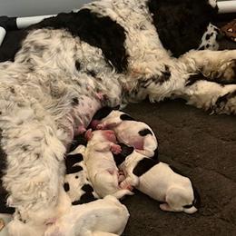 Boy 1 - Black and white male Cocker Spaniel puppy in Fairport, New York from Astor Hill Cockers
