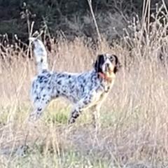 Bossman - English Setter