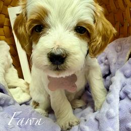Fawn - Parti female Goldendoodle puppy in Boise, Idaho from Goldendoodle Baby