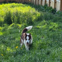 Kona - Siberian Husky