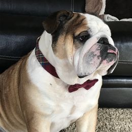 Buddha  - Bulldog