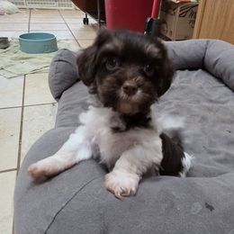 Indy - Chocolate male Havanese puppy in Groveland, Florida from Hayden's Havanese
