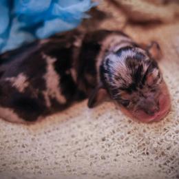 Dachshund Puppies from V.C. Weenies