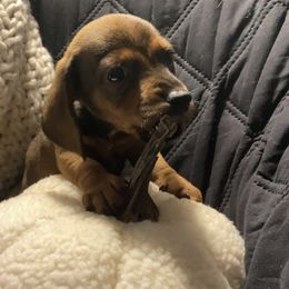 Dachshund Puppies from Harper’s Waggin Winnie’s