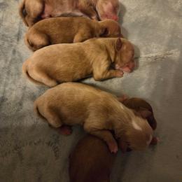 Gelato - Red male Cavapoo puppy in Kingsville, Missouri from Echo Valley Cavapoos