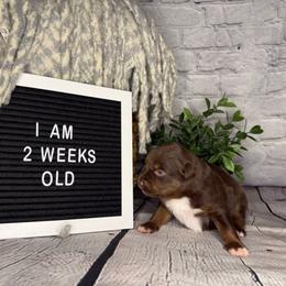 Princess Belle - Red tri female Miniature Australian Shepherd puppy in Peoria, Arizona from B My Sunshines Mini Aussies