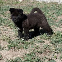 Akita Puppies from Folklore Akitas