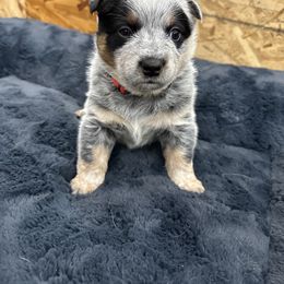 Australian Cattle Dog Puppies from June's Australian Cattle Dogs