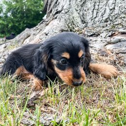 Dachshund Puppies from Lil Weens