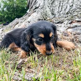 Dachshund Puppies from Lil Weens