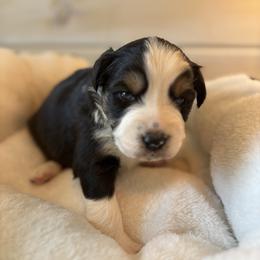 Star - Black tri-color female Australian Shepherd puppy in Morrow, Ohio from OakHaven Acres Aussies