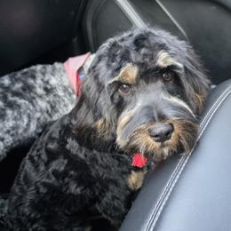 Cavapoo puppies from CaviCajun Kennels