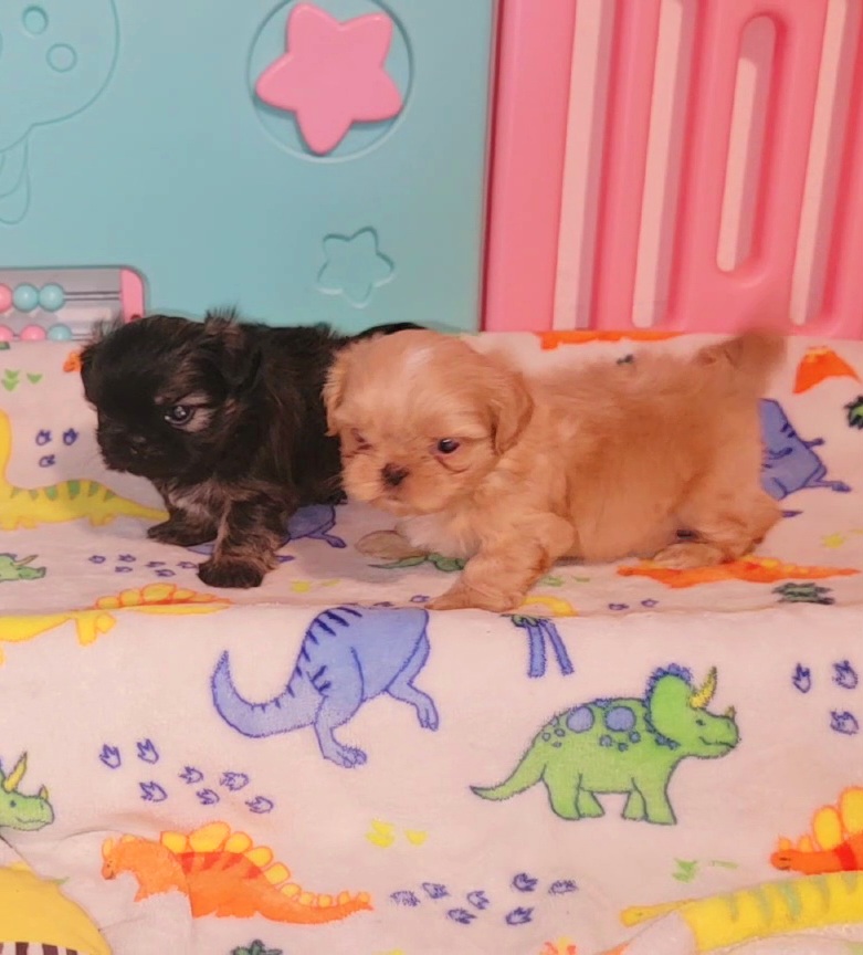 Shih Tzu Puppies from Shantii's Shih Tzu's
