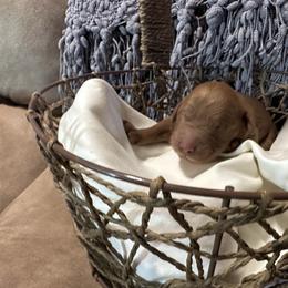 Boy 2 - Red  male Goldendoodle puppy in Graham, North Carolina from Geise Meadow Doodles
