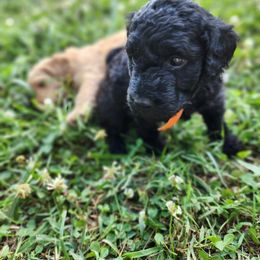 Goldendoodle Puppies from Hadie's Doodles