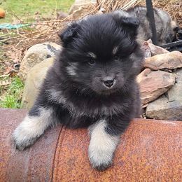 Australian Shepherds and Finnish Lapphunds from Midnight Island