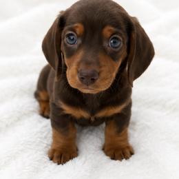 Brownie - Chocolate and tan male Dachshund puppy in Desloge, Missouri from Snows Doxies