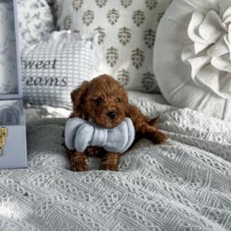 Boy 2 - male Goldendoodle puppy in Spokane, Washington from Dream Doodles in Spokane WA