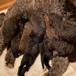 Sheepadoodle Puppies from Sydney Schneider