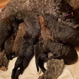 Sheepadoodle Puppies from Sydney Schneider