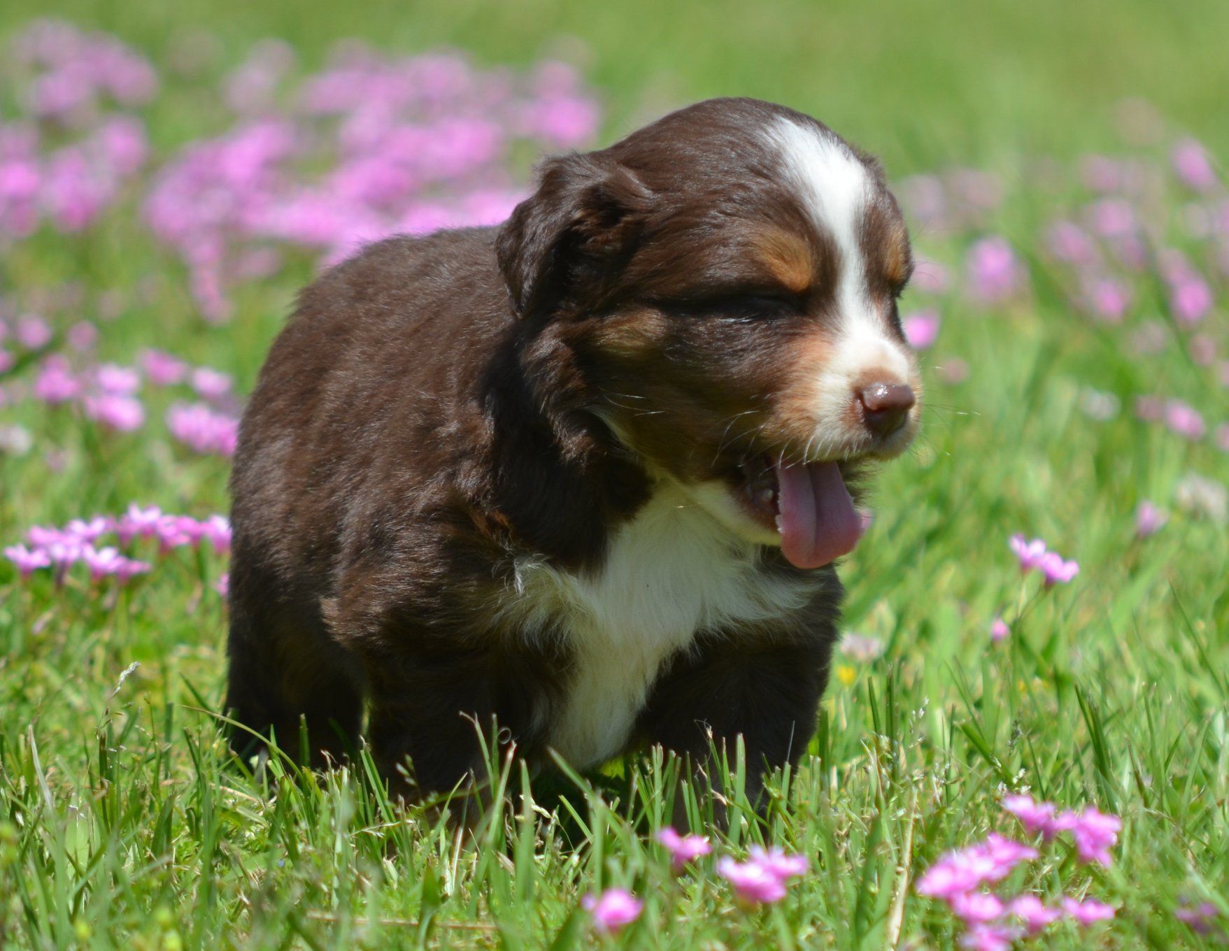 Keldrew Ranch Miniature & Toy Australian Shepherds - Breeder