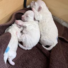 Nougat - White male Bolognese puppy in Fall River Mills, California from Kenalee Farm