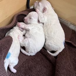 Nougat - White male Bolognese puppy in Fall River Mills, California from Kenalee Farm