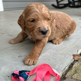 Buoy - Red  male Goldendoodle puppy in Camden, North Carolina from Oopsie Doodles of NC