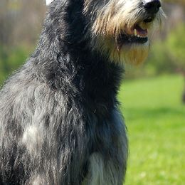 Irish Wolfhounds from Bainbridge Irish Wolfhounds