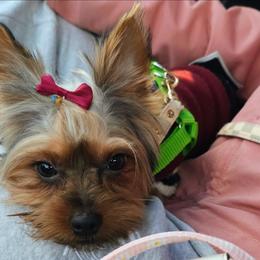 Ziro - Yorkshire Terrier