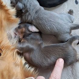 Three - Gray (blue) female Dachshund puppy in Gordon, Georgia from Long Dogs Yellow Farm