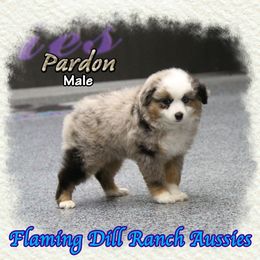 Pardon - Blue merle male Toy Australian Shepherd puppy in Forestburg, Texas from Flaming Dill Ranch Aussies